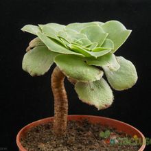A photo of Aeonium arboreum var. holochrysum