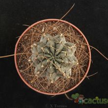 Una foto de Echinopsis backebergii