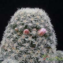 A photo of Mammillaria schiedeana ssp. giselae