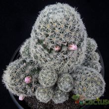 A photo of Mammillaria schiedeana ssp. giselae