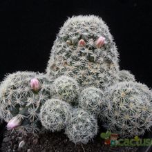 A photo of Mammillaria schiedeana ssp. giselae