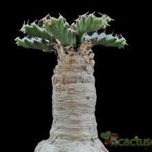 A photo of Euphorbia stellata  