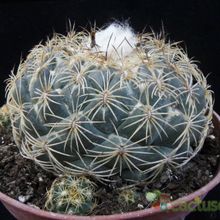 Una foto de Coryphantha pallida subsp. pseudoradians