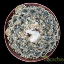 Una foto de Coryphantha pallida subsp. pseudoradians