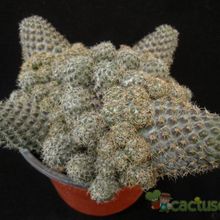 A photo of Rebutia mamillosa