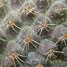 A photo of Rebutia mamillosa
