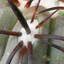 Una foto de Copiapoa echinoides