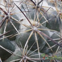 Una foto de Coryphantha pallida ssp. calipensis