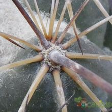 Una foto de Coryphantha pallida ssp. calipensis