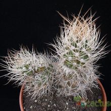 A photo of Eriosyce bulbocalyx