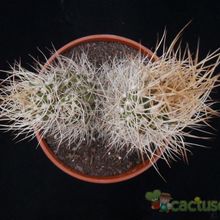 A photo of Eriosyce bulbocalyx