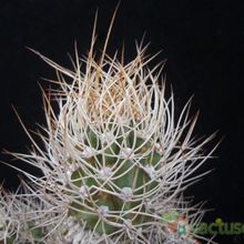 A photo of Eriosyce bulbocalyx