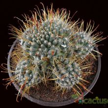 Una foto de Mammillaria crinita subsp. painteri