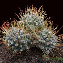 Una foto de Mammillaria crinita subsp. painteri