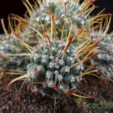 Una foto de Mammillaria crinita subsp. painteri