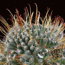 Una foto de Mammillaria crinita subsp. painteri