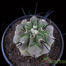 A photo of Copiapoa dealbata