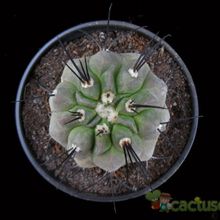 A photo of Copiapoa dealbata
