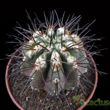 A photo of Copiapoa marginata