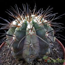 A photo of Copiapoa marginata