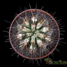 A photo of Copiapoa marginata