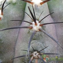 A photo of Copiapoa marginata