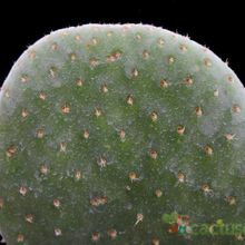 Una foto de Opuntia microdasys cv. caress