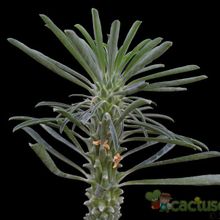 A photo of Euphorbia clandestina