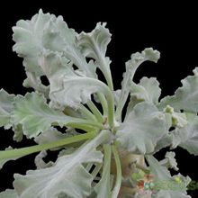Una foto de Pelargonium klinghardtense  