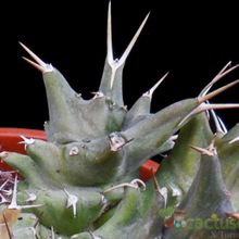 A photo of Euphorbia groenewaldii  