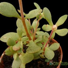 Una foto de Crassula pubescens subsp. radicans