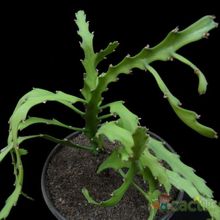 Una foto de Euphorbia ramipressa