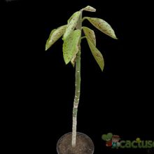 Una foto de Euphorbia umbellata