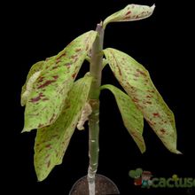 Una foto de Euphorbia umbellata