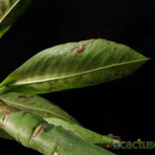 Una foto de Euphorbia umbellata