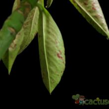 Una foto de Euphorbia umbellata