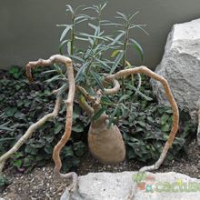 Una foto de Pachypodium bispinosum