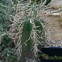 Una foto de Euphorbia meloformis subsp. valida