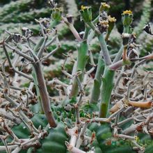 Una foto de Euphorbia meloformis subsp. valida