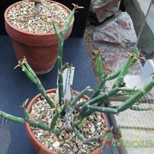 Una foto de Euphorbia pteroneura