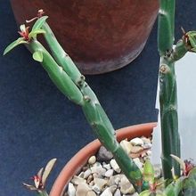 Una foto de Euphorbia pteroneura