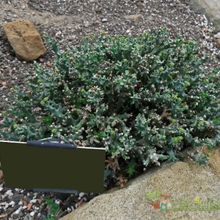 Una foto de Euphorbia wilmaniae  