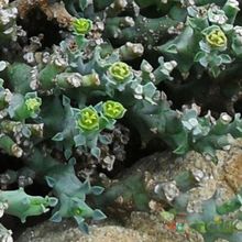 Una foto de Euphorbia wilmaniae  