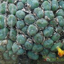 Una foto de Conophytum meyeri  