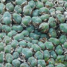 Una foto de Conophytum meyeri  
