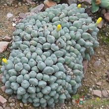 Una foto de Conophytum meyeri  