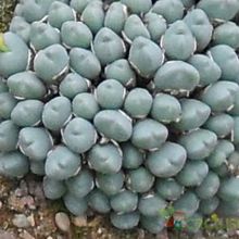 Una foto de Conophytum meyeri  