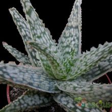 Una foto de Aloe cv. Diego