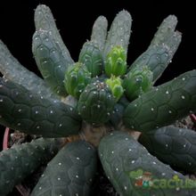 Una foto de Euphorbia gorgonis  