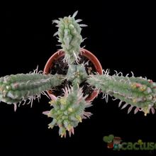 A photo of Euphorbia fimbriata